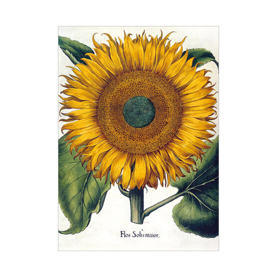 George Mack Sunflower greetings card